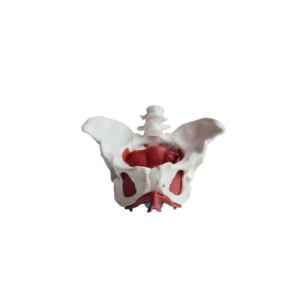 5 Week Online Pelvic Floor Connection